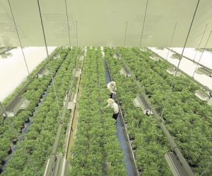 Another Canadian Company Makes Inroads Into The Caribbean Weed Market FSD-Pharma-Jamaica