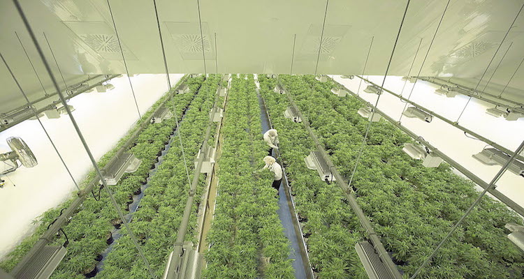 FSD-Pharma-Jamaica FSD-Pharma-Jamaica