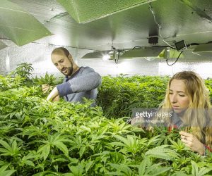 Why Are Most Caribbean Governments Dragging Their Hineys On a $500 billion Industry? legal-marijuana-and-the-caribbean