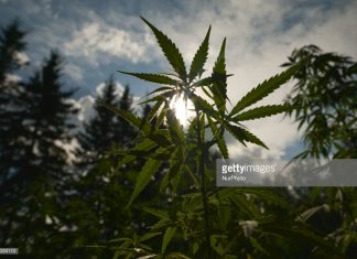 Ganja Bill Debate Delayed This Caribbean Nation marijuana