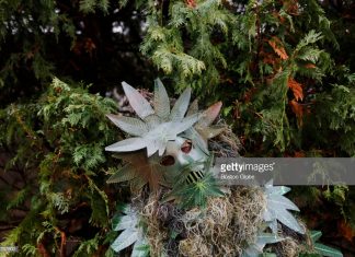 This Caribbean Government Plans To Move With “Deliberate Haste” On Marijuana have-a-weed-christmas