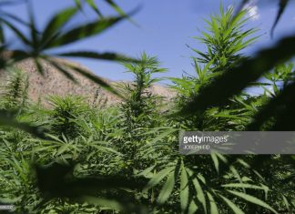 Marijuana News Round-Up – Jan. 25, 2019 marijuana-fields