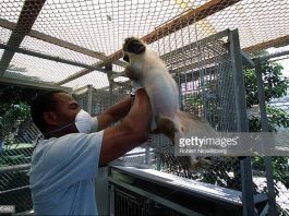 St- Kitts-Biomedical-Research-Foundation