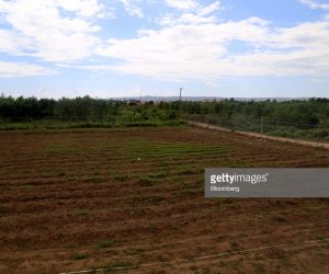 This Caribbean Country Is Starting A Program To Help Small Marijuana Farmers jamaica-marijuana-fields