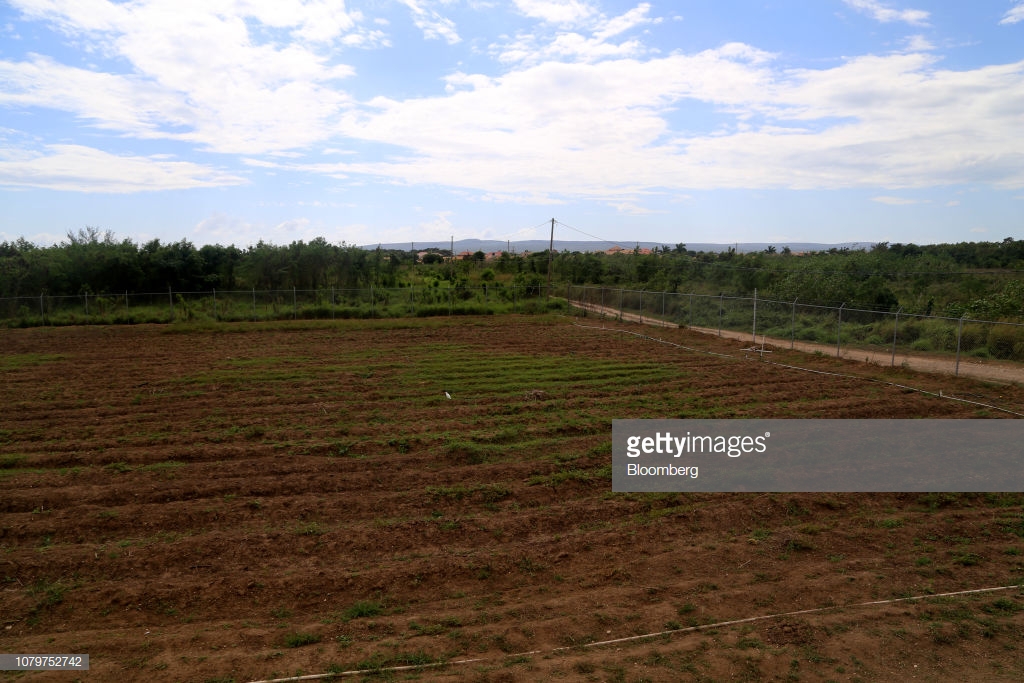 jamaica-marijuana-fields jamaica-marijuana-fields