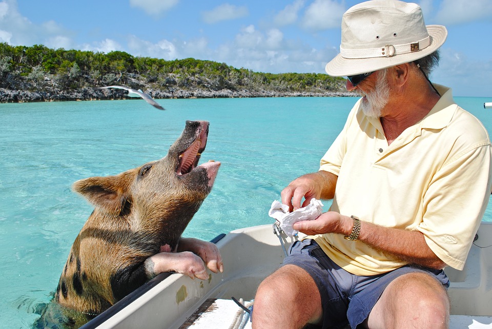swimming-pigs-caribbean-travel-photo-of-the-day