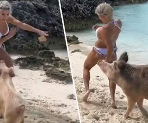 CARIBBEAN NEWS ROUNDUP – FEB. 13, 2019 model-bitten-by-pig-in-the-bahamas