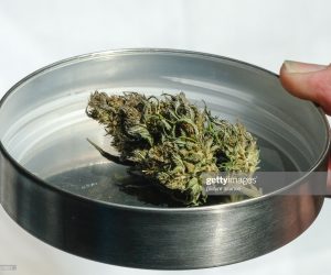 MARIJUANA NEWS ROUNDUP – APRIL 5, 2019 marijuana-hemp-bud