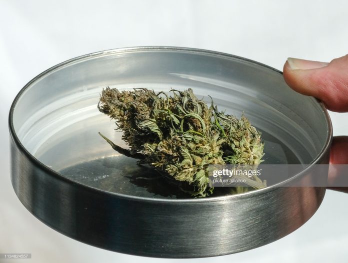 marijuana-hemp-bud