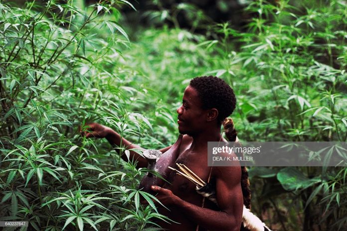 uganda-marijuana