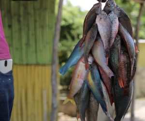 CARIBBEAN TRAVEL PHOTO OF THE DAY – JAMAICA JAMAICA-TRAVEL-ST-MARY