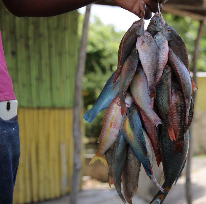 JAMAICA-TRAVEL-ST-MARY