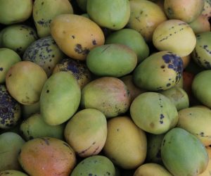 CARIBBEAN TRAVEL PHOTO OF THE DAY – JAMAICA caribbean-travel-st-mary-mangoes
