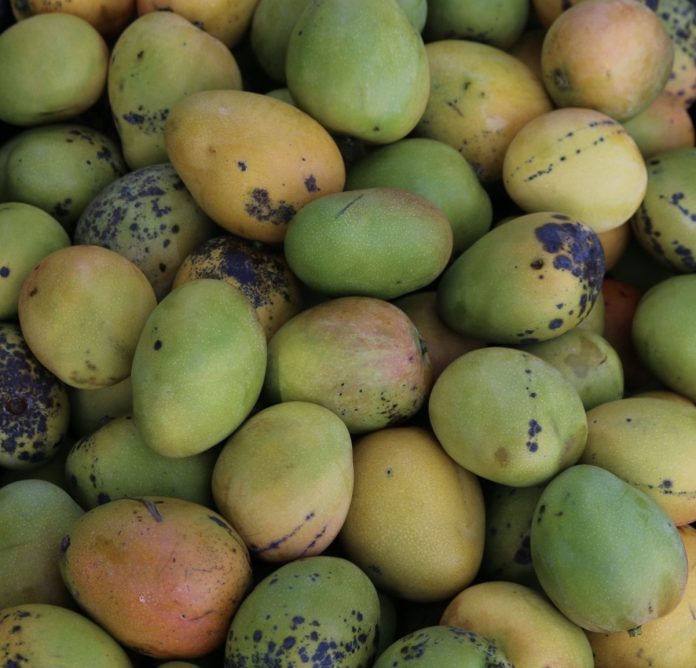 caribbean-travel-st-mary-mangoes