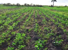 CROP-FARMING-IN-GUYANA