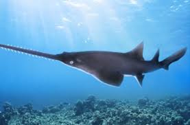 CARIBBEAN-GOVTS.AGREE-TO-PROTECT-LARGETOOTH-SAWFISH