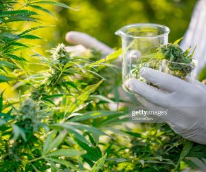 Can Medical Cannabis Save The Barbados Economy? CANNABIS