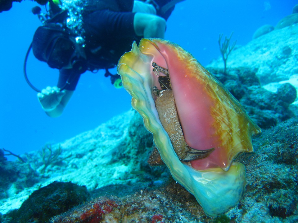caribbean-travel-photo-of-the-day-conch