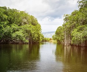 CARIBBEAN TRAVEL PHOTO OF THE DAY – JAMAICA jamaica-black-river