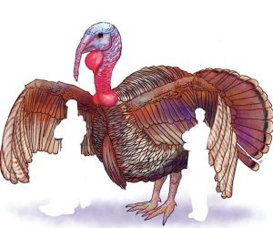 Trump’s America –Episode #149 – Turkeys Running Wild turkeys-running-wild-in-trumps-america