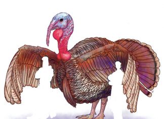 turkeys-running-wild-in-trumps-america