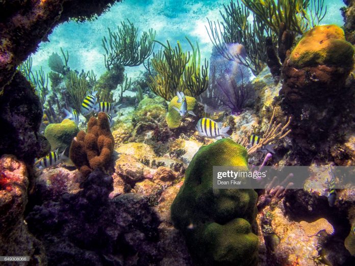 caribbean-travel-photo-of-the-day-cayman-islands