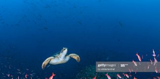 The-Galapagos-Ecuador