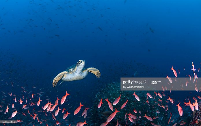 The-Galapagos-Ecuador