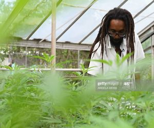 The Caribbean Needs A “Differentiation” Plan caribbean-marijuana