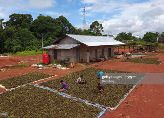 4 Facts You Should Know About Kratom kratom-usage