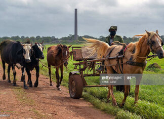 cuba-coronavirus-fight