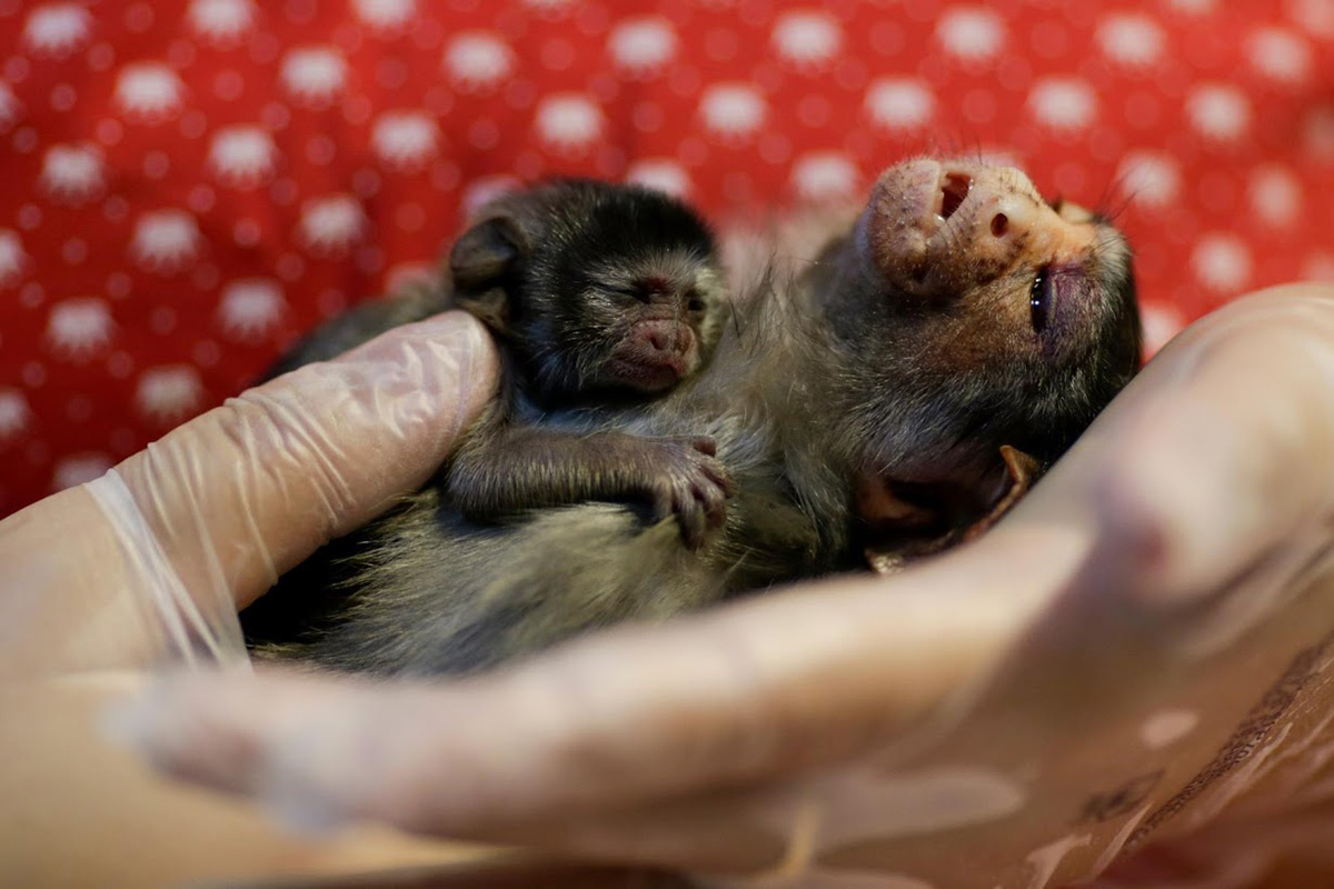 amazon-animal-rescue amazon-animal-rescue