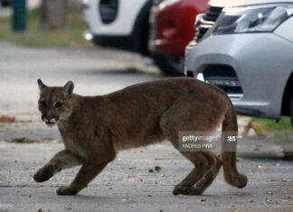 Santiago, Chile Becomes Hot Spot For Cougars cougars-santiago-chile
