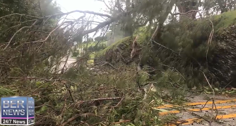 downed-trees-bermuda bermuda-paulette-damage