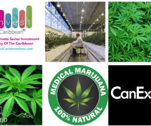 Invest Caribbean Partners With CanEx Capital Connection To Boost Financing In The Cannabis Sector icn-canex-partners-on-marijuana-funding