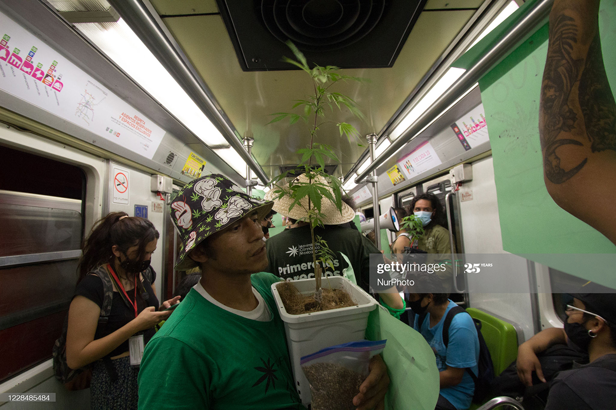 mexico-marijuana mexico-marijuana