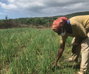 The Economic Downturn Due To COVID-19 Is Driving Agricultural Theft In Jamaica jamaican-farmer