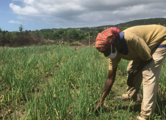 jamaican-farmer