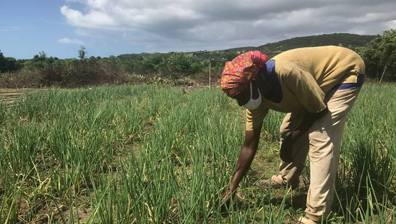 jamaican-farmer