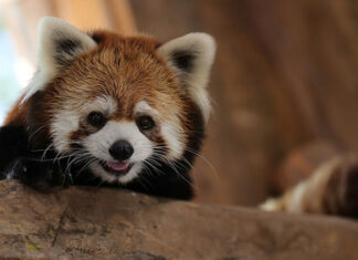 Meet Latin America’s Red Pandas chile-red-panda
