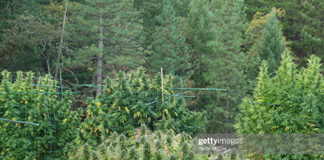 marijuana-in-california