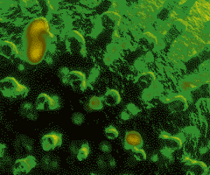 Jamaica Reaches New Milestone In COVID-19 Deaths jamaica-covid-19