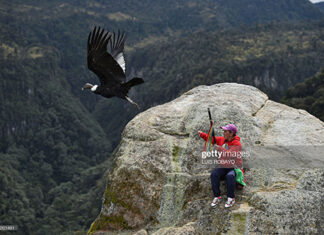 Giant Andean Condors Released In Bolivia andean-condor
