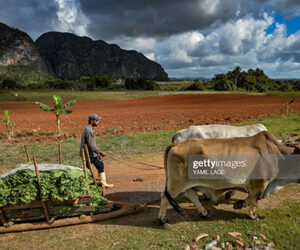 Caribbean Business News Round-Up cuba-economy