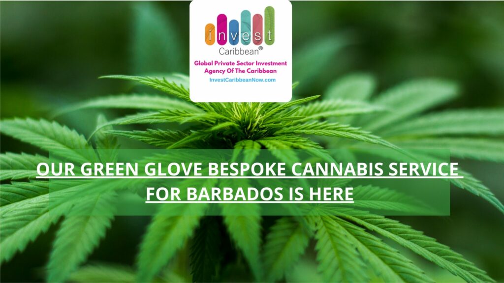 invest-caribbean-green-glove-bespoke-service-barbados