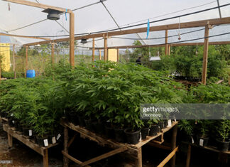 Another Caribbean Country Looks To Legalize Marijuana jamaica-marijuana