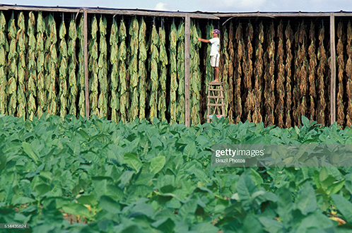 tobacco-plantation-brazil