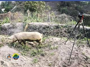 Spotted Pig Upstages Volcano Seismologists In Saint Vincent tremor-the-pig-saint-vincent