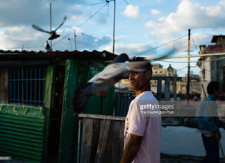 Pigeon Breeding Now A Thing In Cuba pigeon-rearing-in-cuba