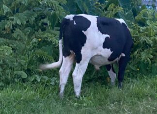Guyanese Man Caught Having Sex With A Cow guyanese-man-has-sex-with-cow